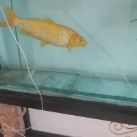 ماهی کوی|ماهی|تهران, مسعودیه|دیوار