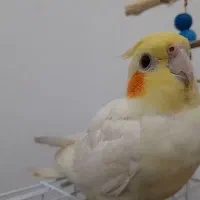 عروس هلندی دستی