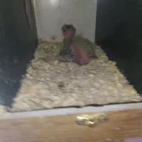 یک جفت عروس هلندی بازی گوش تخم گذار .