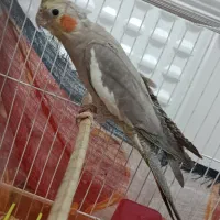 عروس هلندی  زیبا