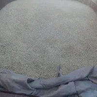 جو تازه هنوز خالیش نکردم