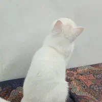 گربه دونژاده|گربه|شیراز, ارم|دیوار