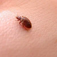 سم پاشی ساس سوسک سمپاش موش تضمینی فقط فقط در مرحله