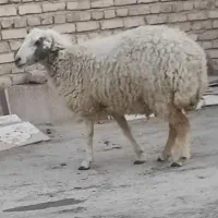 گوسفند ماده