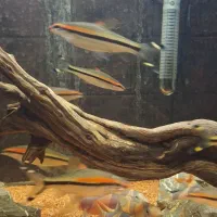 ماهی ردلاین خاص