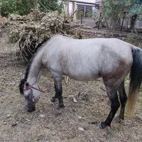 مادیان آرام و خوش اخلاق با کره