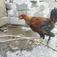 فروشی دهدشت|حیوانات مزرعه|دهدشت, |دیوار