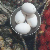 تخم مرغ لاری