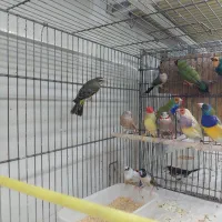 فنج گلدین|پرنده|شیراز, شهرک پرواز|دیوار