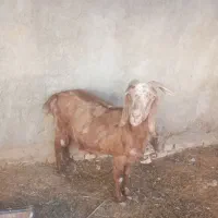 بز با بی|حیوانات مزرعه|اهواز, امانیه|دیوار