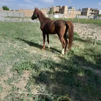 اسب کورد