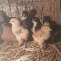 جوجه ومرغ و تخم لهستانی برهما