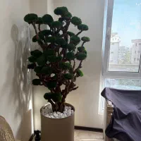 دو عدد درخت جاویدان|گل و گیاه طبیعی|تهران, مرزداران|دیوار