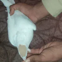 کبوتر