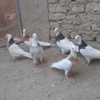 ۶تا کفتر طوقی|پرنده|کبودرآهنگ, |دیوار