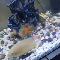 فروش آکواریوم 56سانت مدل شیشه خم با ماهی|ماهی|کرمانشاه, |دیوار