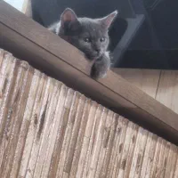 یک‌عدد‌گربه‌بریتیش|گربه|تبریز, |دیوار