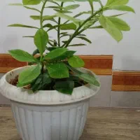گل.|گل و گیاه طبیعی|قوچان, |دیوار