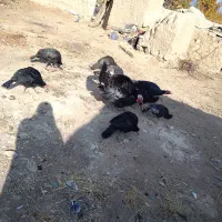 بغل عمو فروشی|حیوانات مزرعه|اسفراین, |دیوار