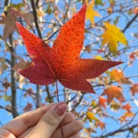 تور پاییزی دشتک ( ماسوله فارس)|تور و چارتر|شیراز, لاله|دیوار