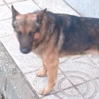 سگ ژرمن شپرد|سگ|تاکستان, |دیوار