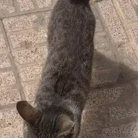 گربه احلی دارم