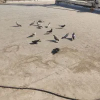 کفتر خوب پرشی ب ضمانت