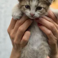 بچه گربه بازیگوش