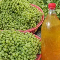 آبغوره ی انگور گَوی با طبعی گرم