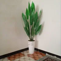 گل پرنده بهشتی