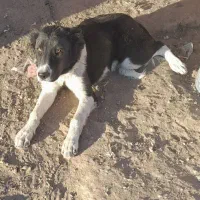 توله نر چمبر|سگ|شهرضا, |دیوار