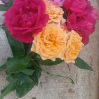 آرایشی بهداشتی