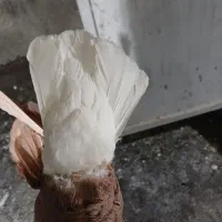 زرد دم سفید نر درشت