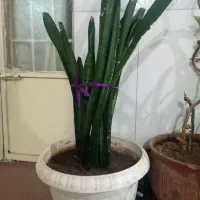 گل سانسوریا