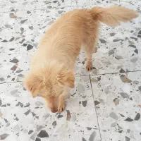 FOXI|سگ|مسجد سلیمان, |دیوار