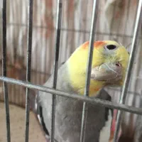 عروس هلندی سخنگو