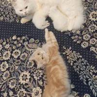 بچه گربه پرشین