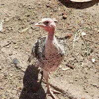 بوقلمون
