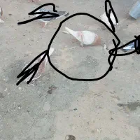 گم شده حدود ۲هفته ایی هست