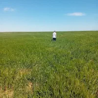 فروش-زمین-چهارده-و-نیم-هکتاری-دیم