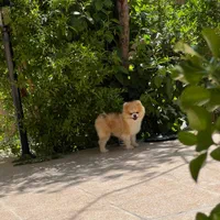 خرسی بوفیس نر جفتگیری|سگ|اصفهان, سپاهانشهر|دیوار