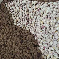 لوبیا چیتی و سفید خمین ارگانیک و خوشپخت|خوردنی و آشامیدنی|کاشان, فاز ۱ ناجی آباد|دیوار