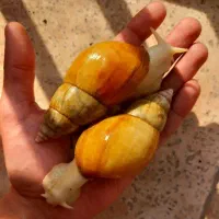 حلزون و خاویار حلزون