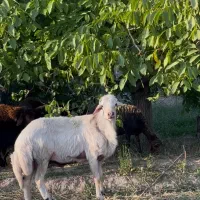 قوچ بروجردی
