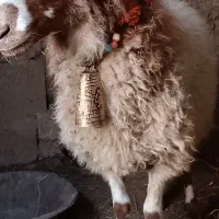 زنگوله قدیمی قرچه زنگ گوله قدیمی