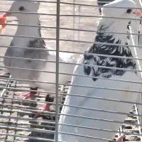 یک جفت طوقی الماسی