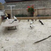 کبوتر پرشی|پرنده|چالوس, |دیوار