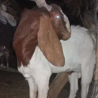 نری پاکستانی|حیوانات مزرعه|بم, |دیوار