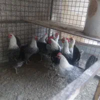 تخم نطفه داربراکل