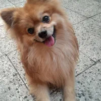 سگ پامر روباهی